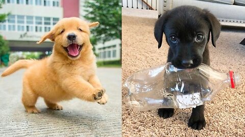 Funny and Cute Labrador Puppies