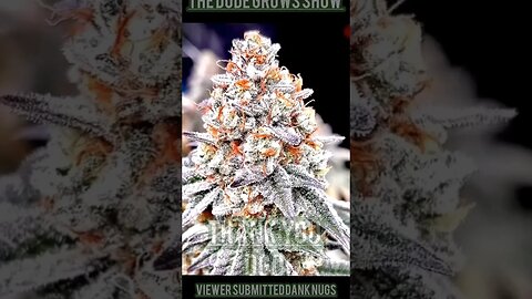 Dude Grows. Teaching. Growing. Free. Mandarine cookies ethos by mateo gbg