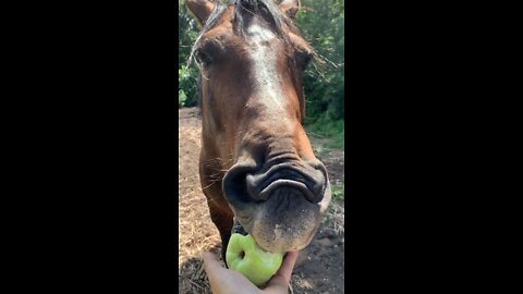 Tyrone Eats His First Apple