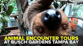 Get up close with exotic animals at Busch Gardens | Taste and See Tampa Bay