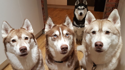 She Asks Her Huskies Who Ate The Neighbor's Cat Food. Watch Them All Blame Each Other!