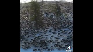 Strange Phenomenon ~ Animals walking in circles all over the World