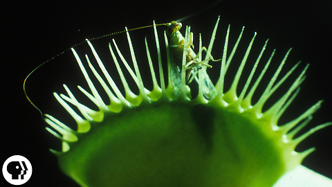 S3 Ep1: A Venus Flytrap Works Just Like Your Brain