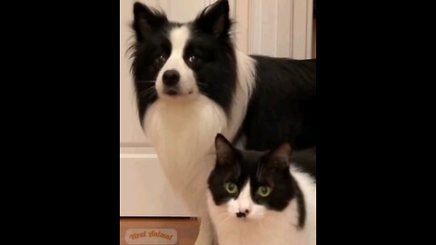 twins How can it be that both the cat and the dog are the same 😂Amezing video