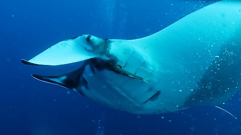 Giant Manta Rays Of Socorro Island Glide Near Divers