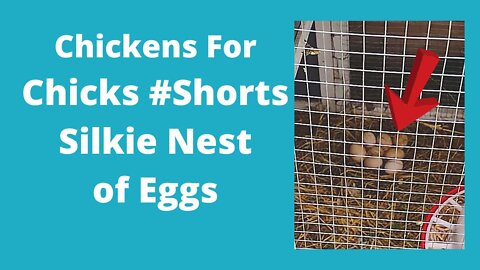 Splash Silkie Hen And Eggs #Shorts