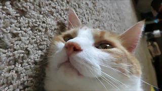 Weirdo cat has strange & funny meow