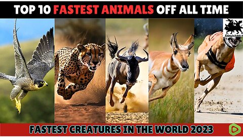 Top 10 FASTEST Animals In The World | World FASTEST Animals Comparison | Birds, Fishes And Animals
