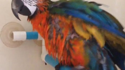Rainbow Macaw Parrot Singing