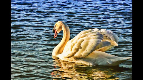 A white swan like snow swims in the lake calmly.