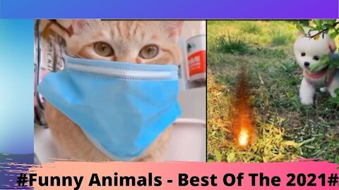 #Funny Animals - Best Of The 2021#