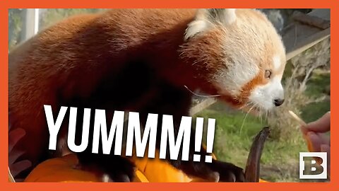 Red Panda Tenzing Declares Apple Slices the Ultimate Thanksgiving Feast