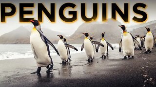 THE BLACK AND WHITE ADORABLE PENGUINS | OLYMPIC DIVERS | FROZEN CONTINENT | TOBOGGANING |HAPPY FEET