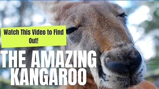 Are You Ready to Learn About Kangaroos? Watch This Video Now!