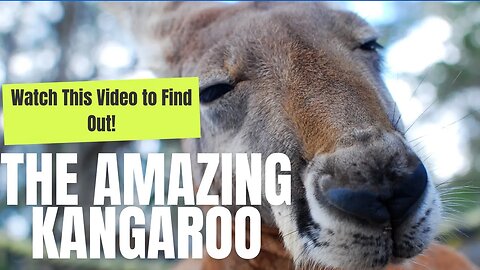 Are You Ready to Learn About Kangaroos? Watch This Video Now!