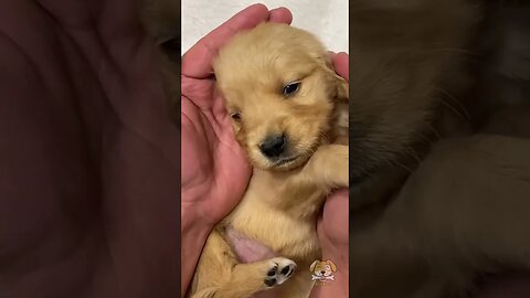 "Adorable Golden Retriever Puppie"