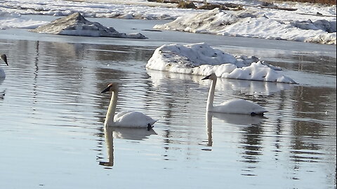 Trumpeter Swans Return to Fairbanks, Alaska in April "휘파람고니" 백조