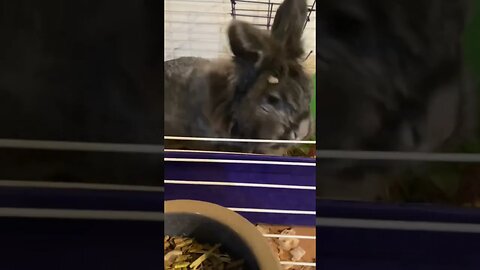 Funny bunny so excited for food time, she won’t move to let human put dish down.