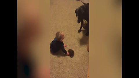 A Boy and his Dog play Together Wonderfully!