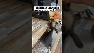 Feeding a Bottle Baby Goat BEST PART #shorts