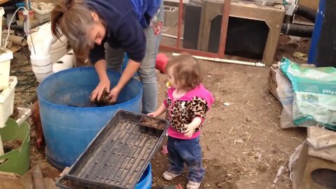 Greenhouse, seed starting, quality control, helper, granddaughter, plants, chicken