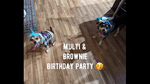 Multi and Brownie birthday party.