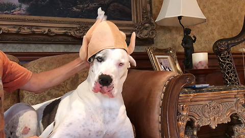 Funny Great Dane Models Thanksgiving Turkey Hat