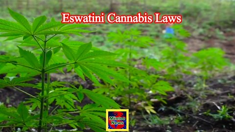 Eswatini cannabis trade: Government considers legalising cannabis farming