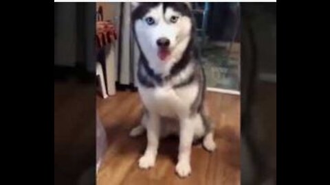 You Can Never Stop Watching These Lovely Dogs | Pet Loverriffic
