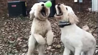 Cani si scontrano cercando di afferrare la palla