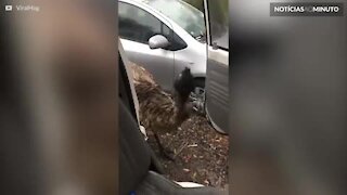 Ladrão inesperado! Emu rouba compras de um carro na Austrália
