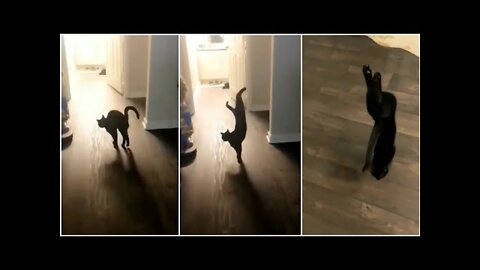 This cat was very talented 😍 cute cat, cutie cat, cats funny videos