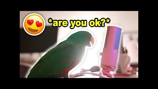 Bird Whispers Into Microphone for 5 Minutes Straight (cure your sadness) *with subtitles*