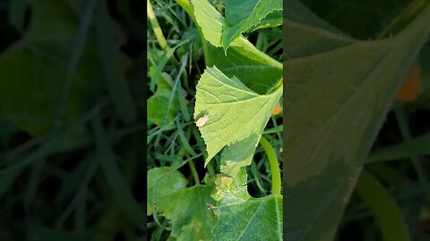 Killing Squash Bugs