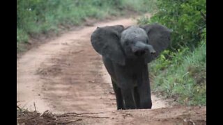 Baby elephant breaks into a house's backyard in India