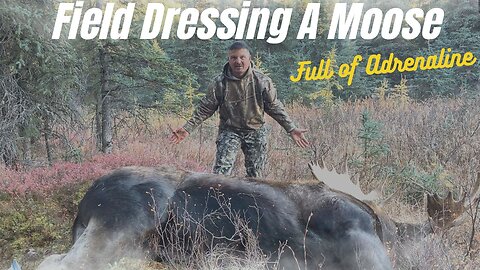 Field Dressing & Quartering A Moose For Transport