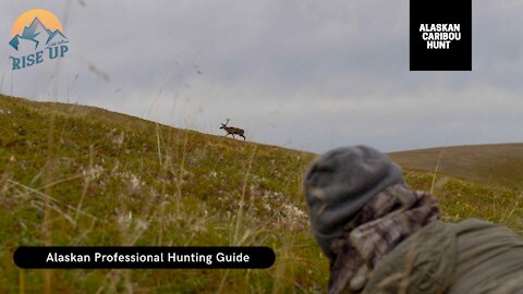 Alaskan Caribou hunt