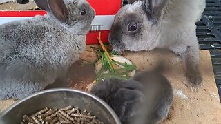 Foster parenting Mini Dwarf Rex for neglected Blue Vienna Bunny out of a big litter of kits rabbits