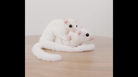 White Rats playing fun game
