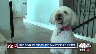 Family warns others after dog's chocolate scare