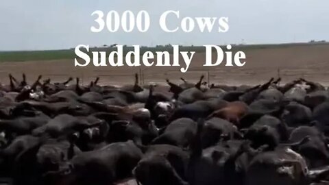 3000 Cows Suddenly Die Video Footage