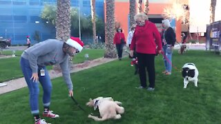 Therapy dogs cheer up patients at PCH