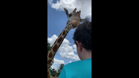 Giraffe and Emus. Boy almost got his face licked by that thing!!