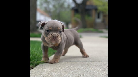 Playful pitbull puppy