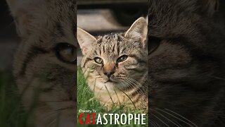 #CATASTROPHE - Grass Kitty