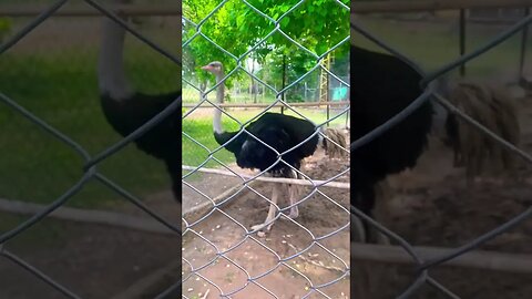 #ostrich #ytshorts #viral #trending #learning #familyouting #nature #subscribe #support #birds