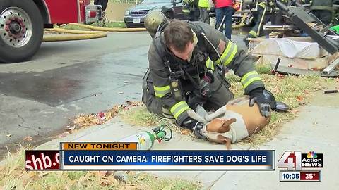 KCFD saves dog now recovering at KC Pet Project