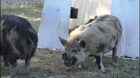 Kunekune pigs: Are they right for a small homestead?