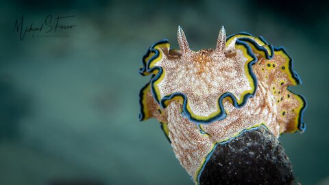 Undersea Critters - Muck Diving Guam USA