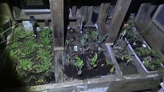 Building Shelving ~ Winter Gardening ~ New Farm Truck